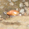 Rosy Wolf Snail