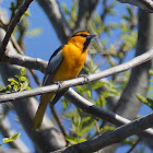 Bullock's Oriole