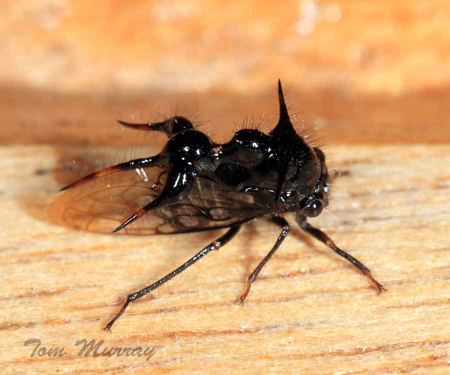 Ant-mimic Treehopper