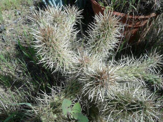 cactus #@*§@#