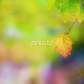 fall leaf by Terenti Bittner - Landscapes Weather