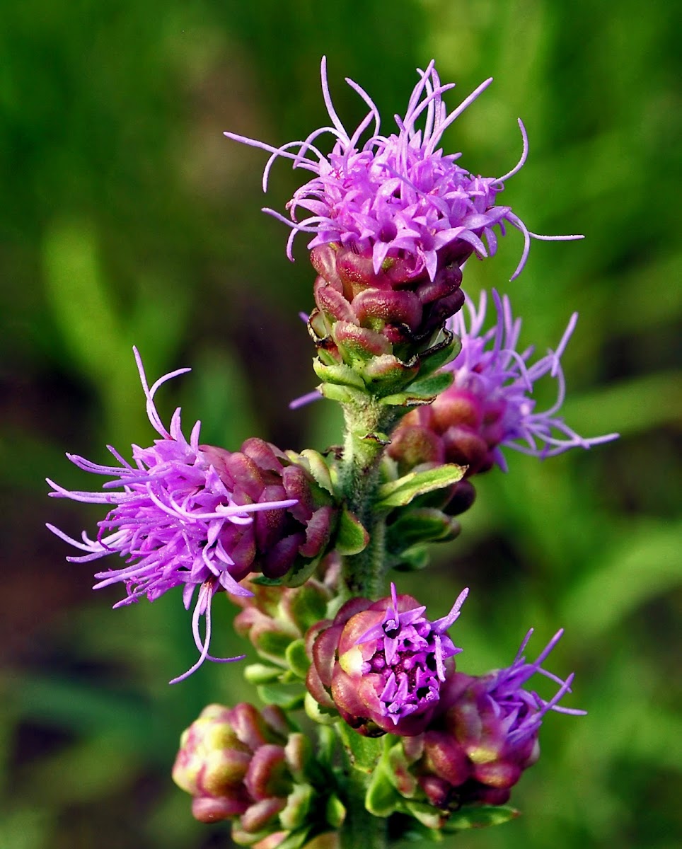 Rough Blazing Star