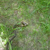 garter snake eating slug