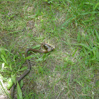 garter snake eating slug