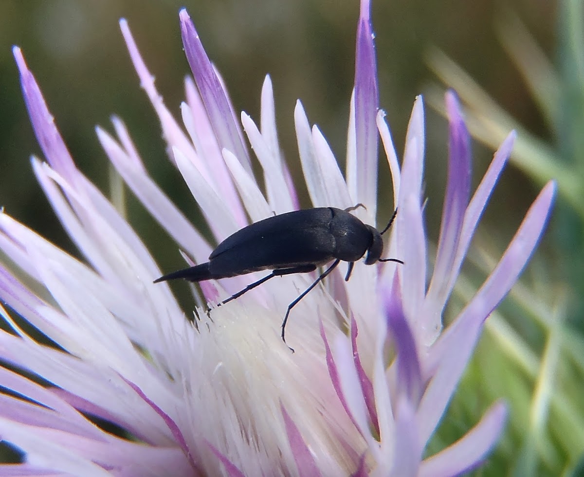 Tumbling Flower Beetle. Escarabajo Mordella