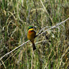 Bee-eater, Little Bee-eater