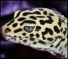 Leopard Gecko by Miranda Diller -  