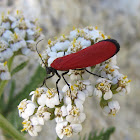 Tiger moth