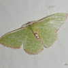 Red-bordered Emerald Moth