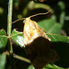 Variegated Golden Tortrix Moth