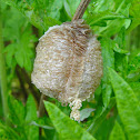 Praying Mantis Egg Case