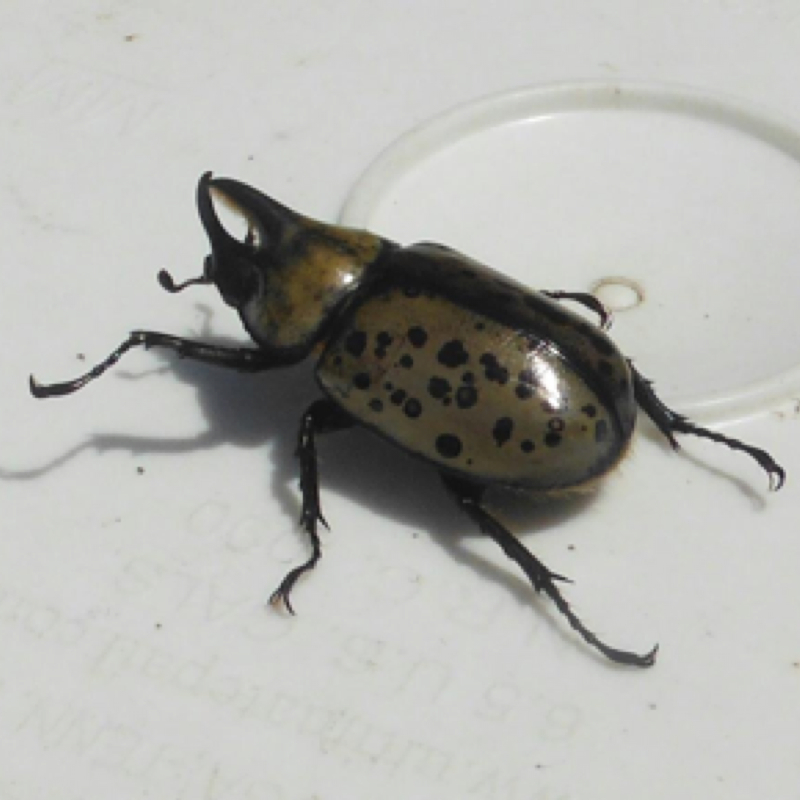 Eastern Hercules beetle