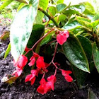 Begonia "Dragon Wing": Red