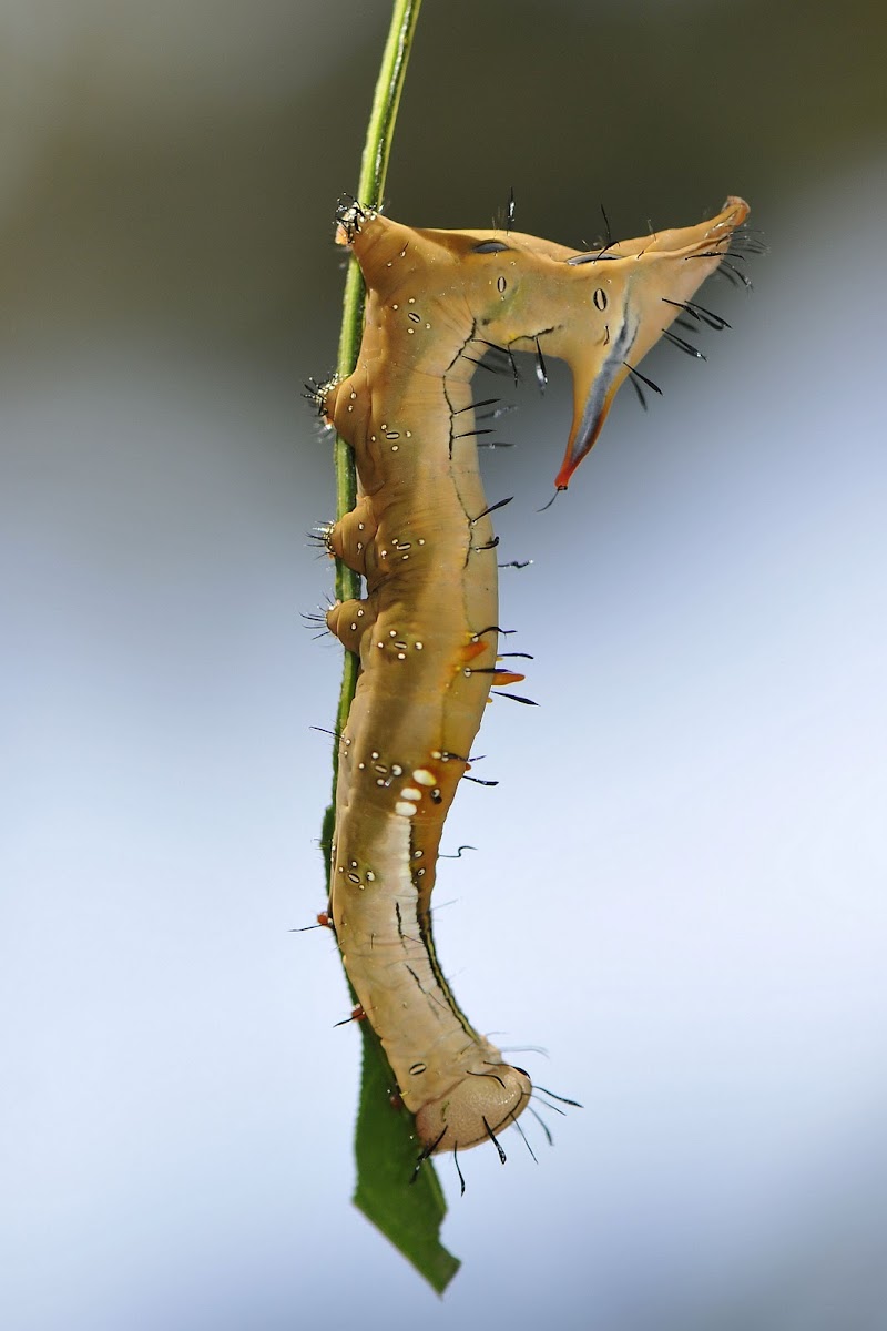 Notodontid Moth Caterpillar