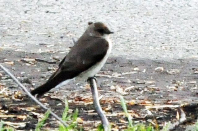 Northern Rough-wing Swallow