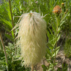Western Pasqueflower (Seedpod)