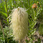 Western Pasqueflower (Seedpod)
