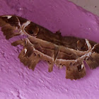 Moths of Borneo