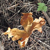 Big leaf maple