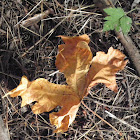 Big leaf maple