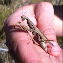 European Mantis