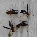 Paper Wasps  (Genus Polistes)