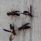 Paper Wasps  (Genus Polistes)