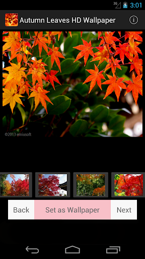 【免費個人化App】Autumn Leaves HD Wallpaper-APP點子