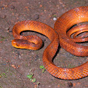 Hampton's Slug-eating Snake