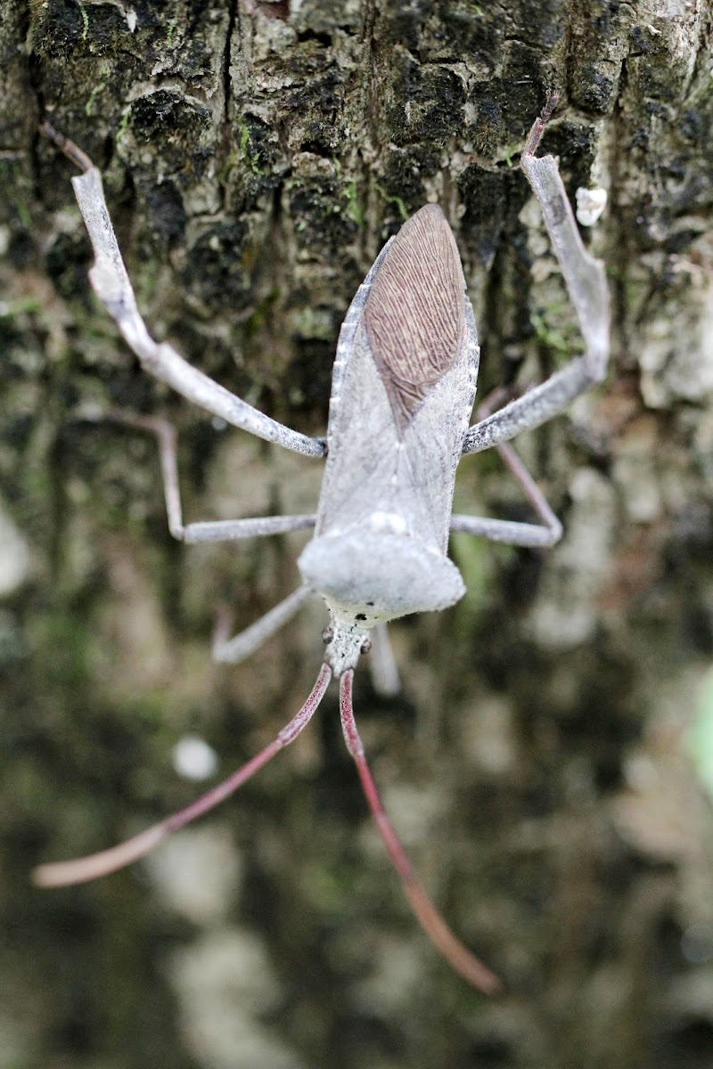 Leaf footed Insect(?)