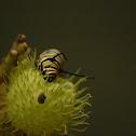 Monarch's Caterpillar