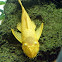 Albino Bristle-nose catfish