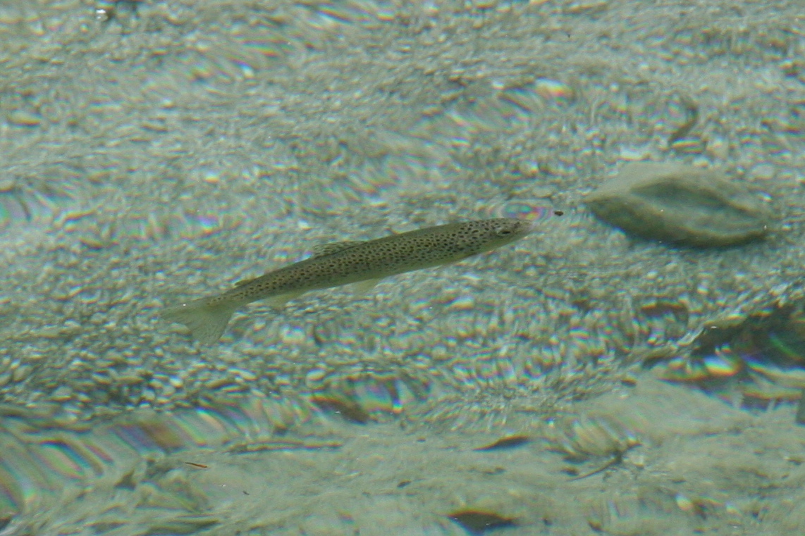 Brown trout  (Bachforelle)