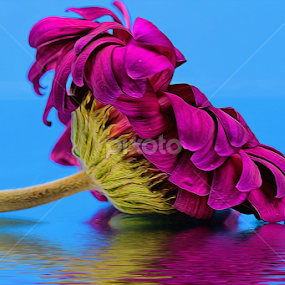 by Dipali S - Digital Art Things