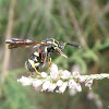 Leucospid wasp (female)