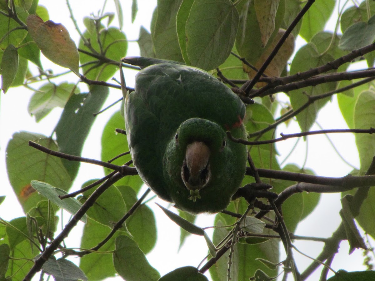 White-eyed Parakeet