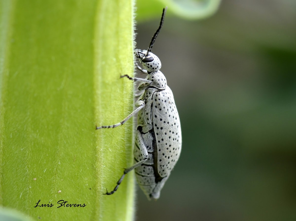 Spotted Blister Beetle
