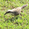 Grey-crowned Babbler