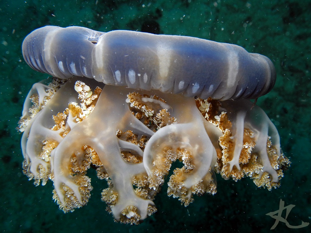 Upside-down Sea Jelly
