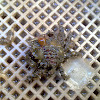 Centola (gl), Centollo (es), spinous spider crab (uk)