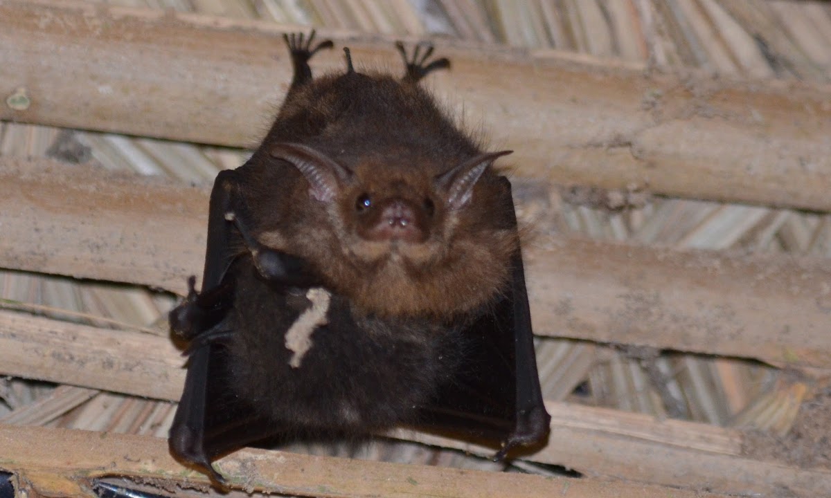 Lesser sac-winged bat