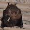 Lesser sac-winged bat