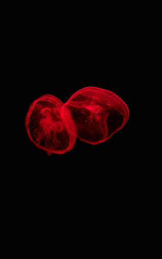 Glow Jellyfish Live Wallpaper