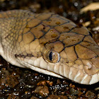 Australian Scrub Python