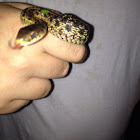 Eastern Garter Snake