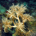 Type of soft coral