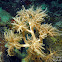 Type of soft coral