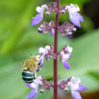 Blue Banded Bee