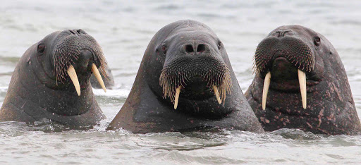 Svalbard-walruses-closeup - As a guest on the Hurtigruten expedition cruise ship Fram, you'll spot walruses and other arctic marine life during your sailing around the Svalbard islands. 