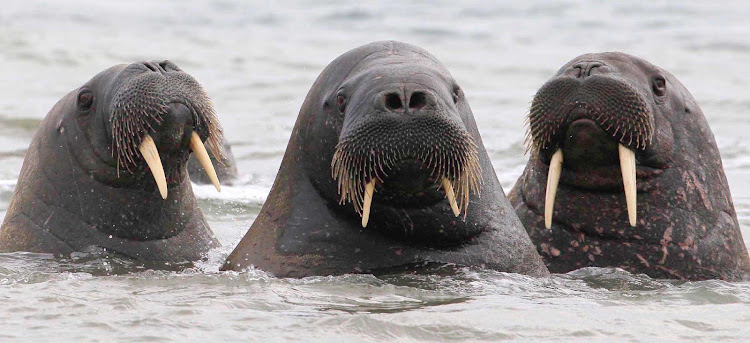 As a guest on the Hurtigruten expedition cruise ship Fram, you'll spot walruses and other arctic marine life during your sailing around the Svalbard islands. 